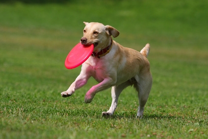 Dog frisbee - das Hundespielzeug entwickelt sich zum neuen Trend.