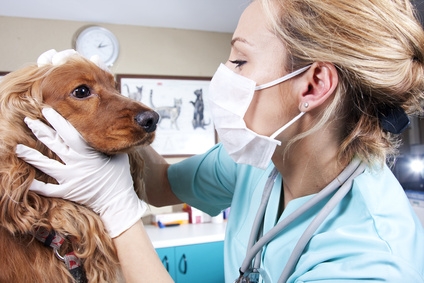 Mit dem richtigen Tierarzt lassen sich Hundekrankheiten schnell heilen.