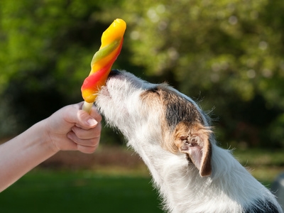 Gesunde Hundeernährung als Basis zur Vermeidung von Hundekrankheiten.