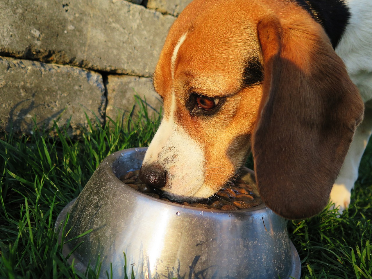 Lachsöl: ein Nahrungsergänzungsmittel für Hunde